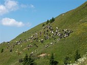 42' Mandria al pascolo sul monte Gardena